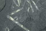 Fossil Graptolite (Didymograptus) Cluster - Wales #353825-1